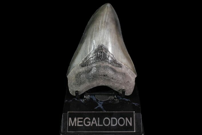 Fossil Megalodon Tooth - Georgia #92909